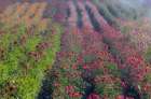 USA, Oregon. Dahlias in summer bloom. Art Print